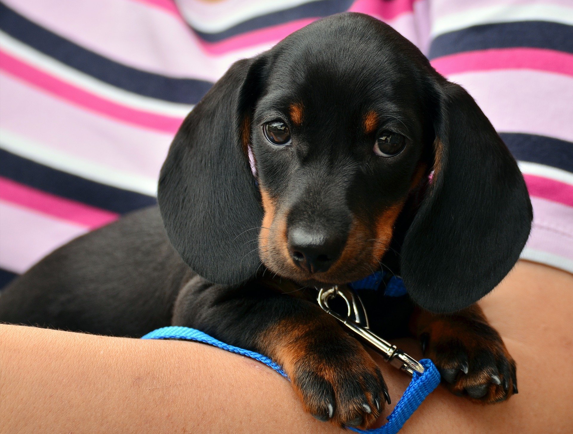 Black puppy image